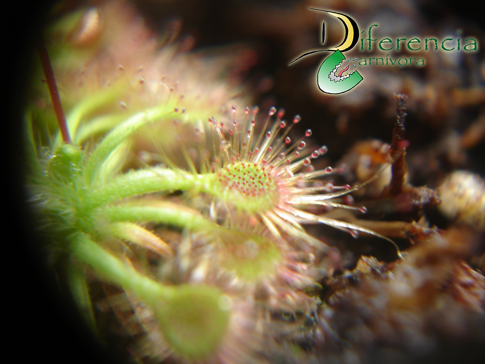 MACRO Drosera Helodes.png
