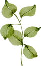 Hojas de árbol png