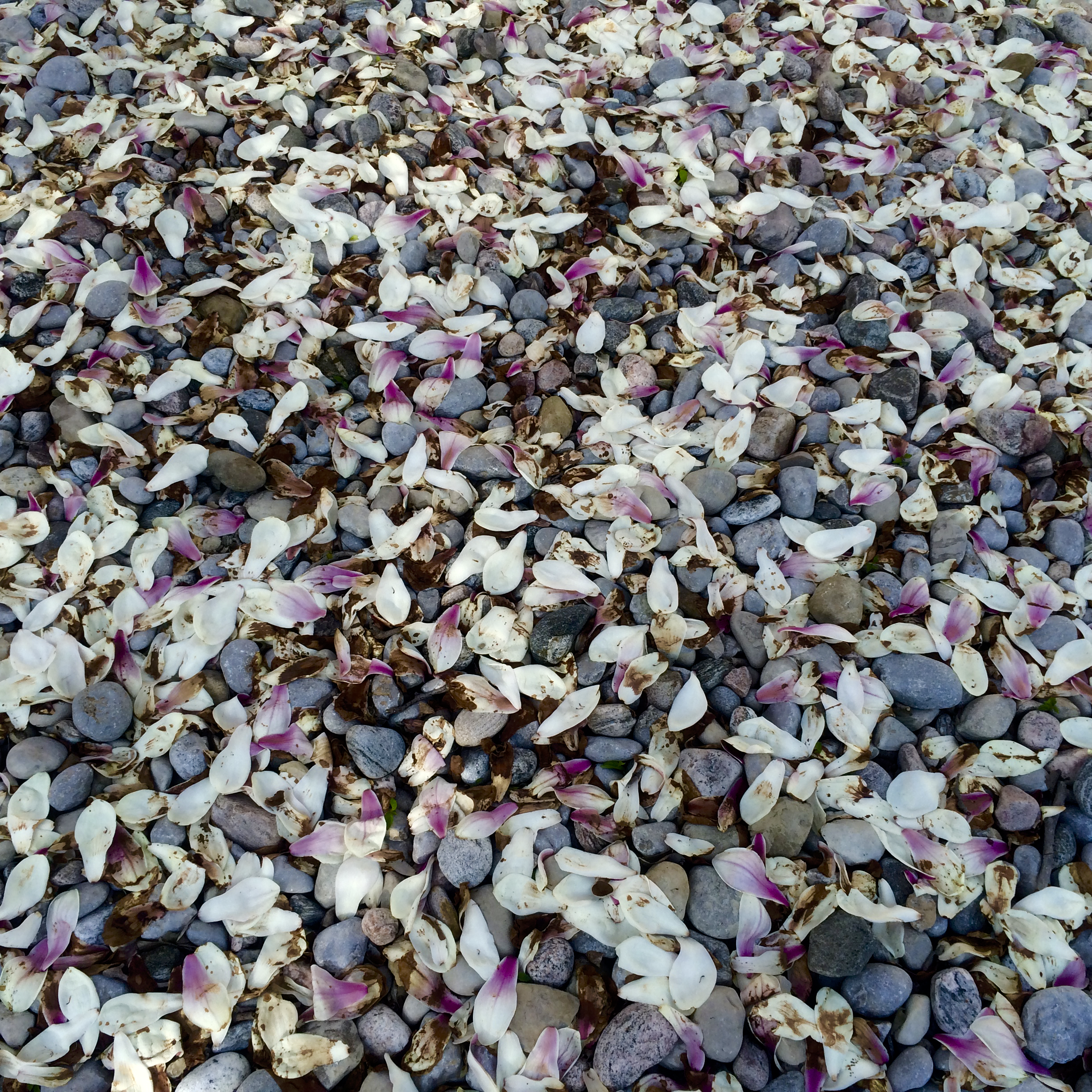 Cycle Magnolia