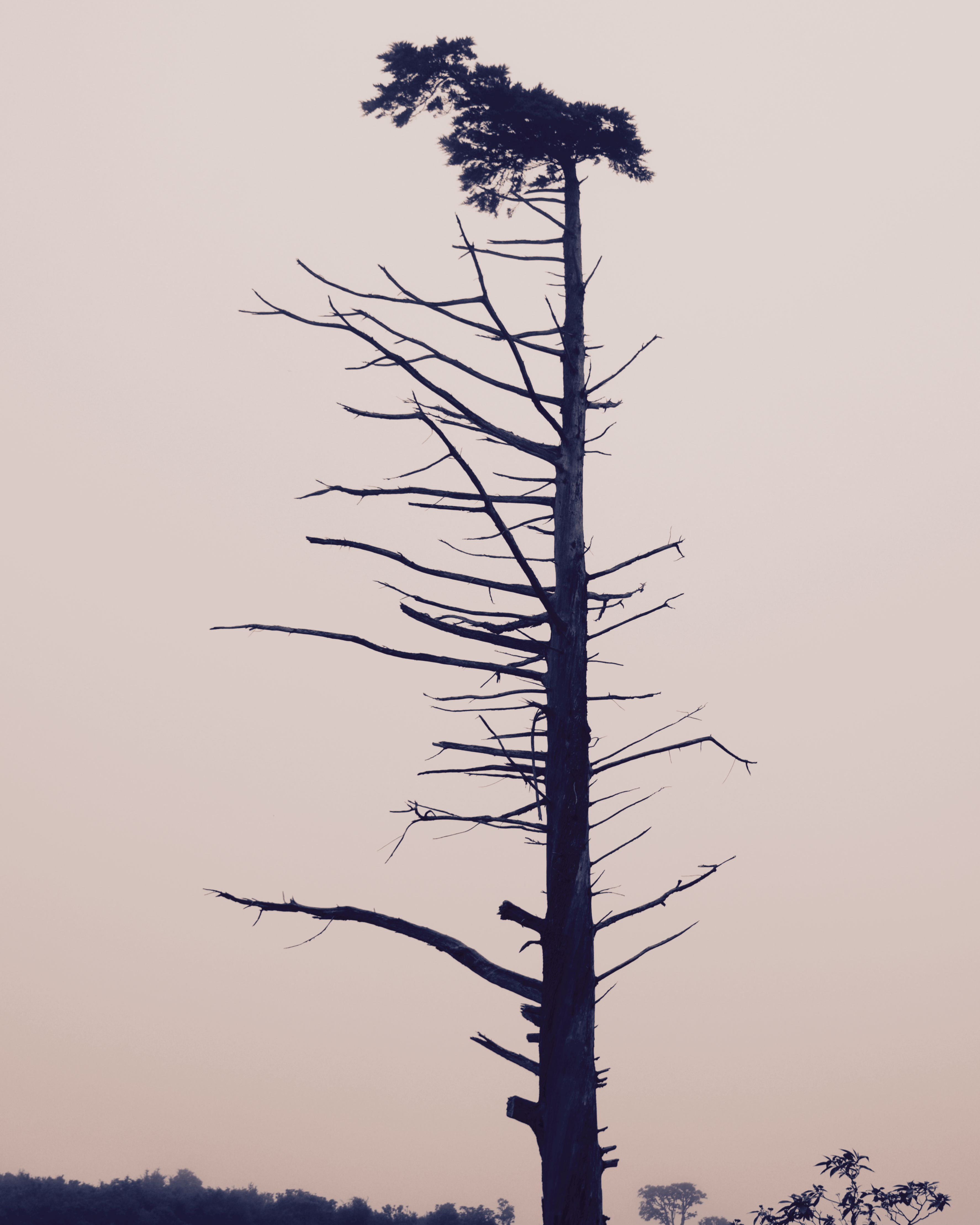 Rise