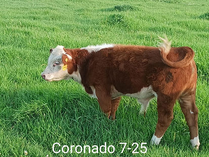 Coronado 7-25.jpeg