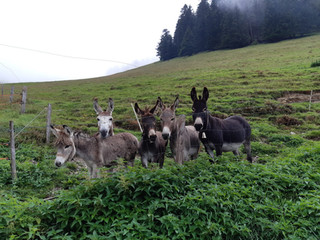 Eseltruppe, Alp Gerstera