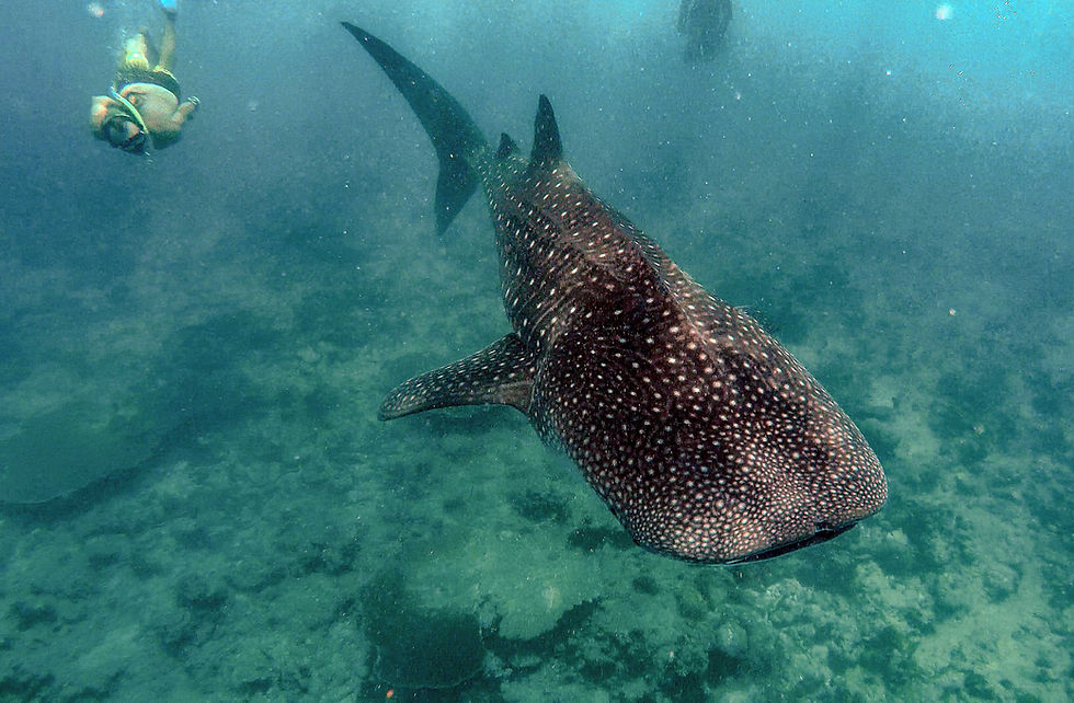 Whale Shark Maldives South Ari Atoll