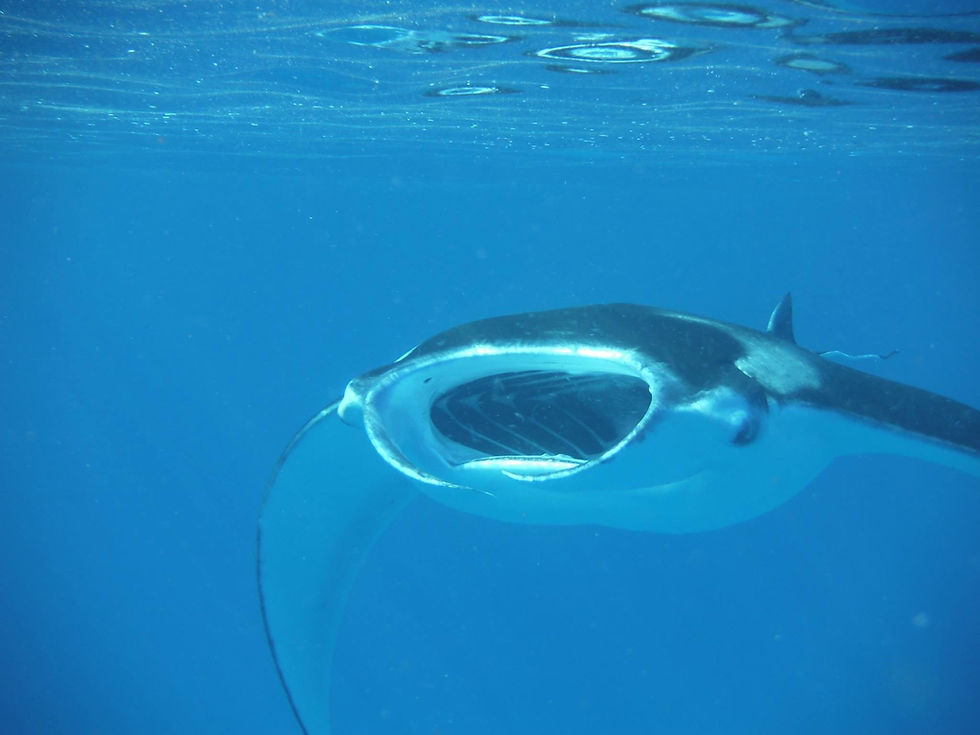 Giant mantaray Maldives