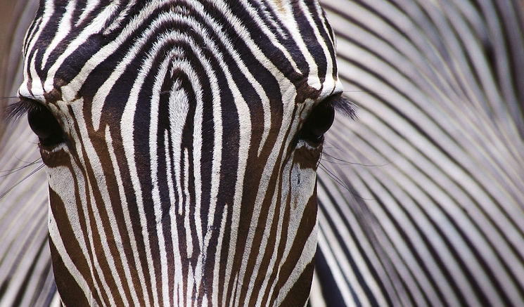 le-zebre-est-blanc-avec-des-rayures-noires-inverse-scaled.jpg