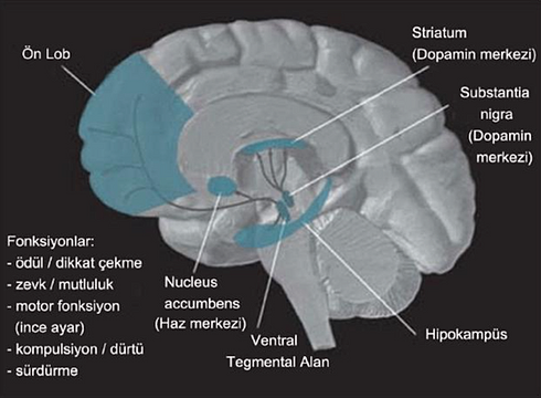 Neurofeedback tanju sürmeli
