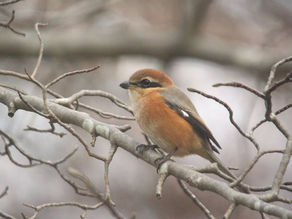 小さな現場監督