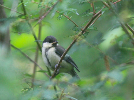 雨ニモマケズ・・