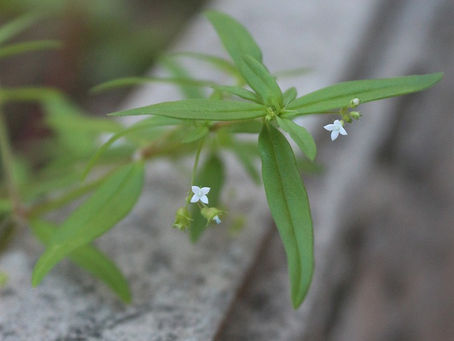 ヤシ殻堆肥由来の植物