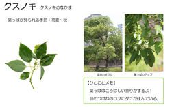 葉っぱっぱページ 葉っぱでさがす樹木観察シート | Hitomachimidoriyugi
