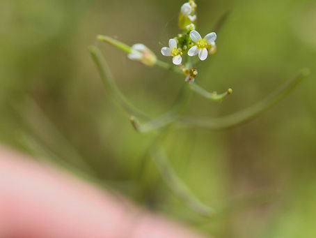 シロイヌナズナとお花見