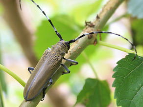 クワカミキリとミズオトギリ開花