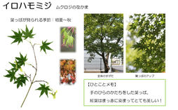 葉っぱでさがす樹木観察シート | Hitomachimidoriyugi