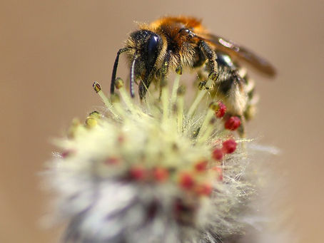 ネコヤナギ開花