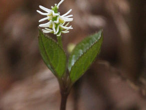 続・旬の見どころをお届け