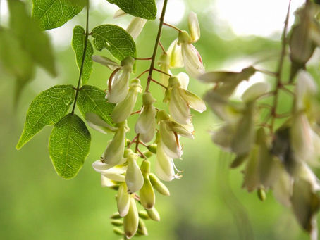 夏のフジと夏のユリ