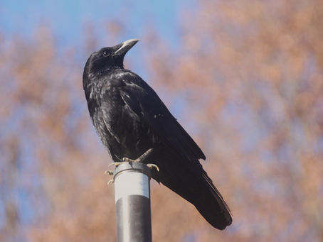 鵜の目 鷹の目 烏の目
