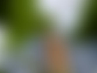 ガクアジサイ見頃