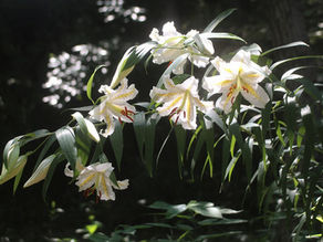 ヤマユリ開花とオベリスク姿勢