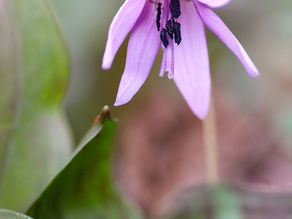 カタクリと巣箱のヤマガラ速報