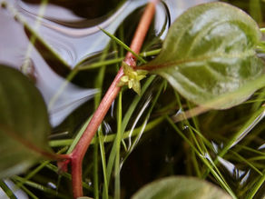 ミズユキノシタの変わり花と八王子まつり