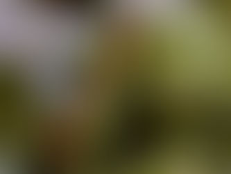 ミズユキノシタの変わり花と八王子まつり