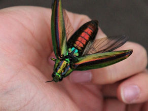 秋葉台小学校野鳥観察と出会い多き1日