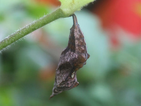 ルリタテハ蛹化と職員研修