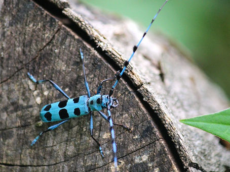 続・ルリボシカミキリ