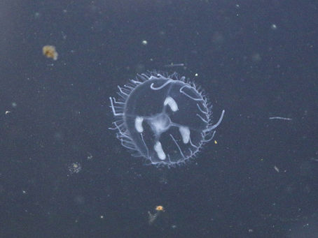 マミズクラゲと麻疹草