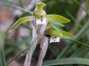 ひっそりと旬の草花