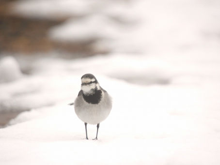 ハクセキレイとざらめ雪