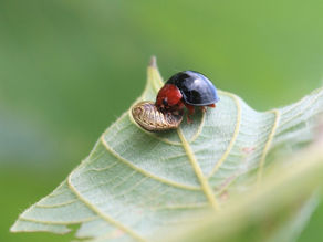 ムネアカオオクロテントウと大塚方面の植物