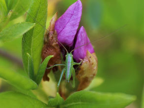 ツツジのトラップ