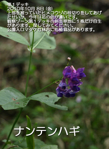ナンテンハギ