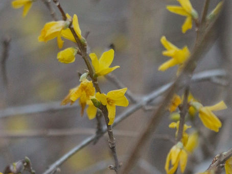 パークキッズレンジャーXmas会