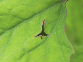 第3回里山レンジャーズ養成講座と竹灯籠まつり