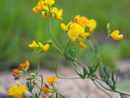 ワタリミヤコグサと環境教育三昧の一日