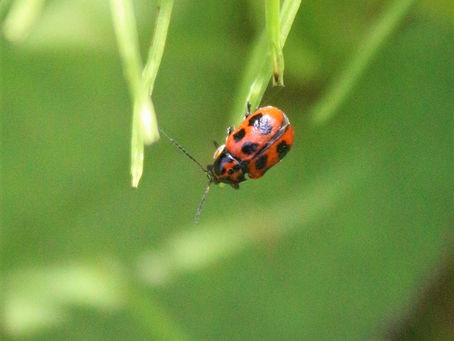 クロボシツツハムシ