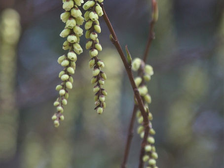 キブシとメジロ