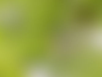 アケビのポートレート