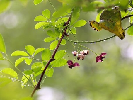 アケビのポートレート