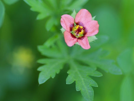 キクノハアオイと牧場の雑草