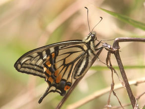 生き物出現情報とフデリンドウ開花