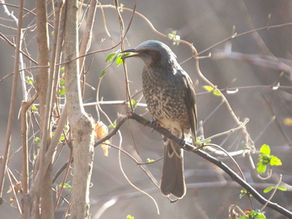 冬はベジタリアン