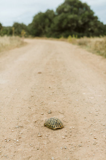 Camino de tierra flanqueado por vegetación autóctona en Menorca y una tortuga