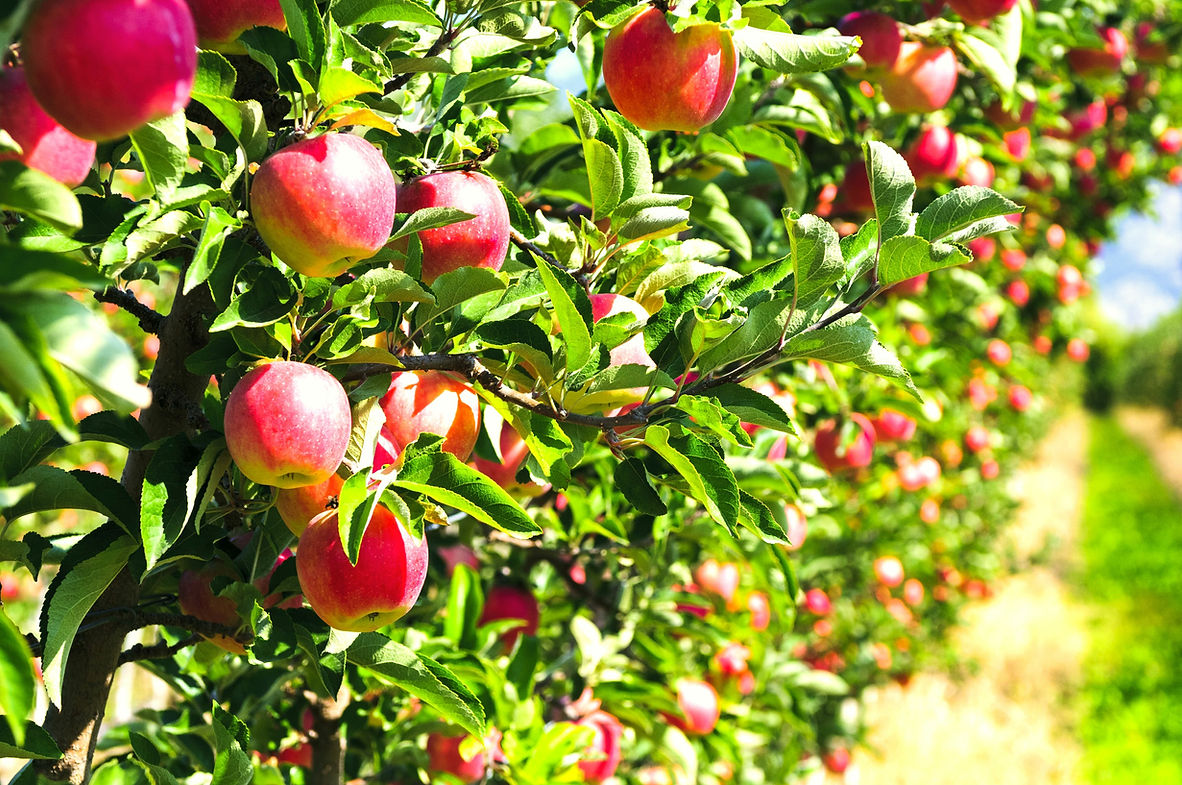 arbre%20fruitier_edited.jpg