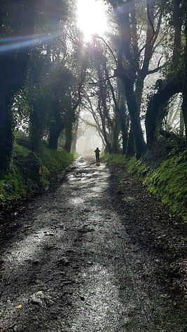 camino forest.jpg
