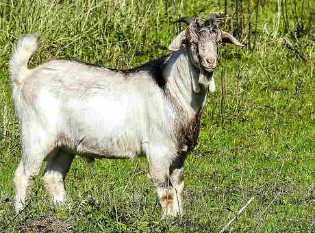 kambing-boer.jpg