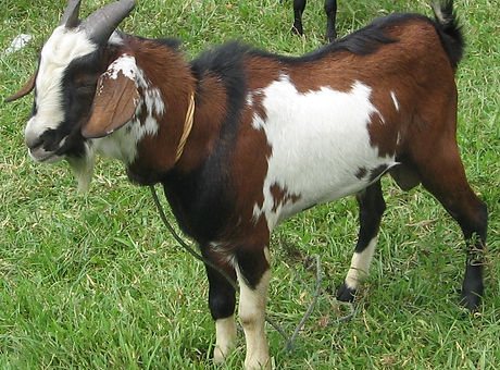 kambing-kacang.jpg